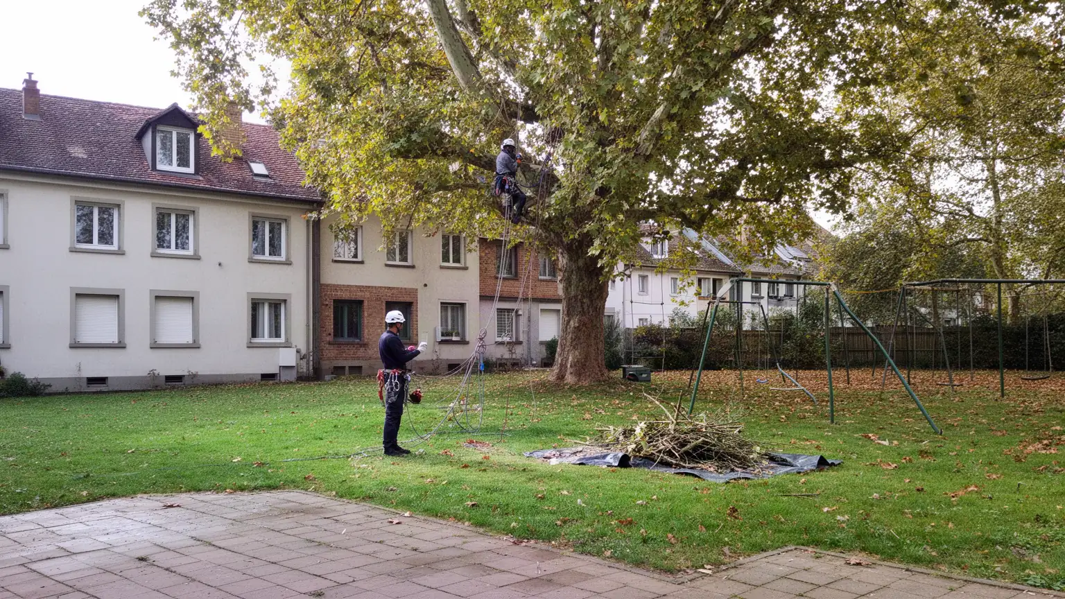 Contactez notre entreprise d'élagage à Strasbourg