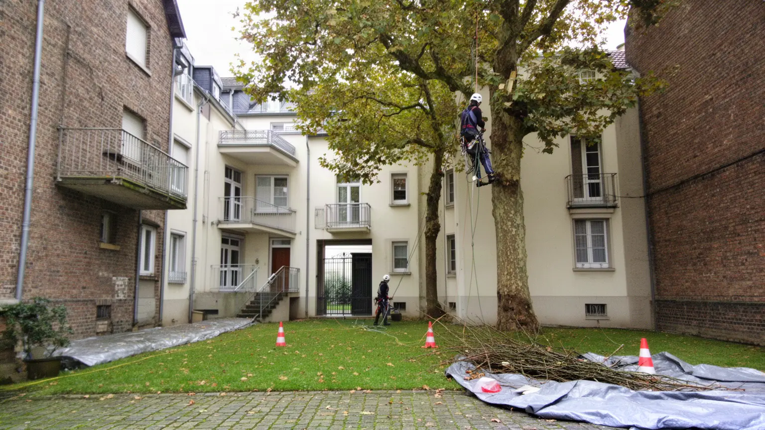 Élagueur professionnel à Schiltigheim et alentours